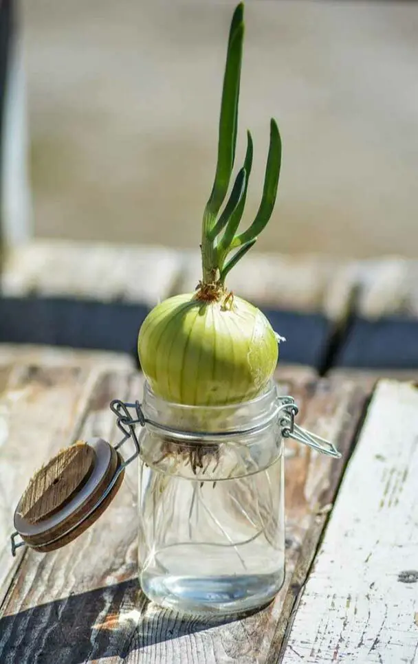 Comment faire pousser des oignons verts à la maison Astucesbox