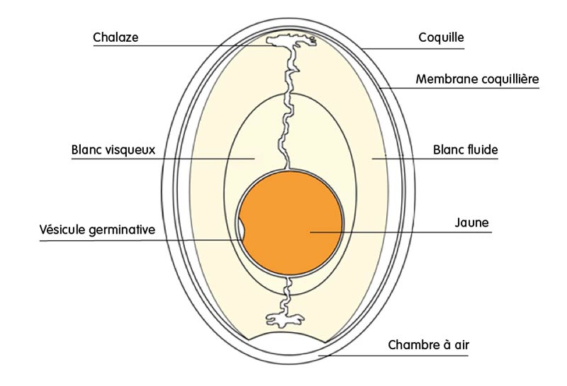 anatomie d'un œuf