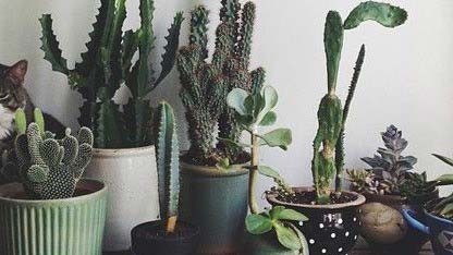 plantes qui peuvent être placées au-dessus du chauffage : cactus