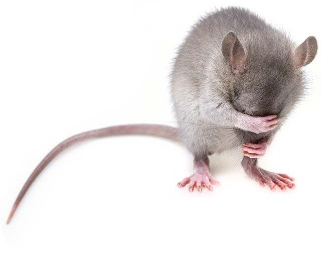 voici comment chasser les souris de la maison sans les tuer