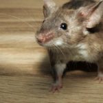 comment éloigner les souris avec un ingrédient
