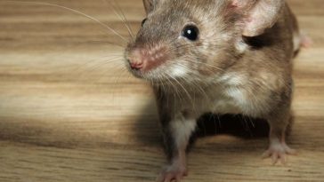 comment éloigner les souris avec un ingrédient