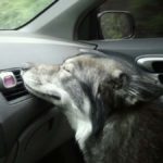 conseils pour se débarrasser des odeurs de chien dans la voiture facilement