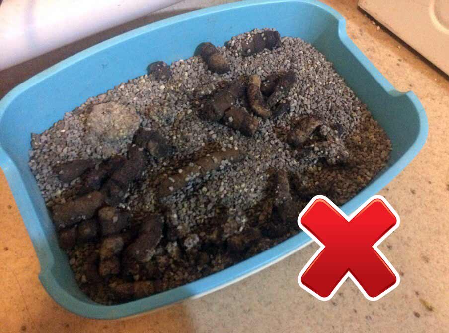 Le contenu du bac à litière du chat n'est pas bon pour le compost