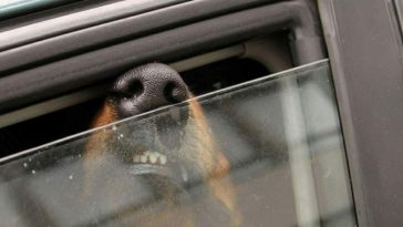 voici comment nettoyer la bave de chien sur les vitres de voitures