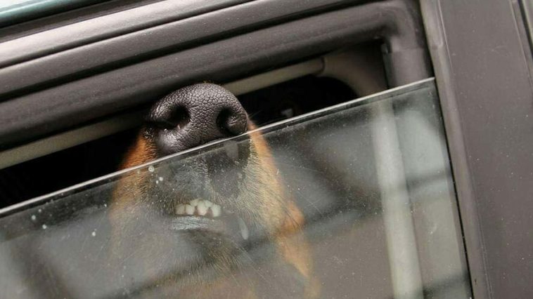 voici comment nettoyer la bave de chien sur les vitres de voitures