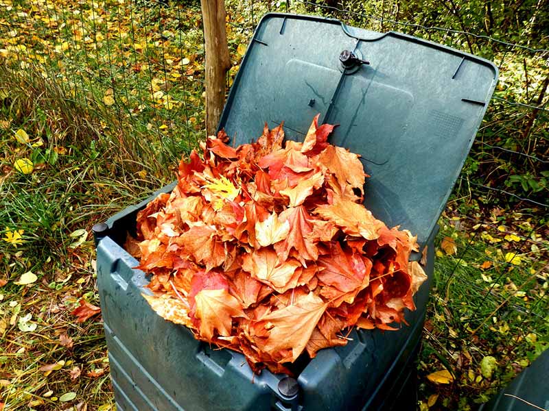 Le compost fait à partir de feuilles d'érable, de châtaignier et d'aubépine ralentira le processus de compostage.