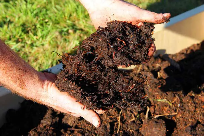 S'il y a des vers de terre dans le compost, cela signifie qu'il n'est pas encore mature.