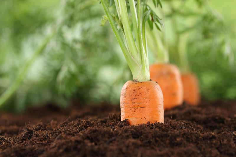 bien semer les carottes