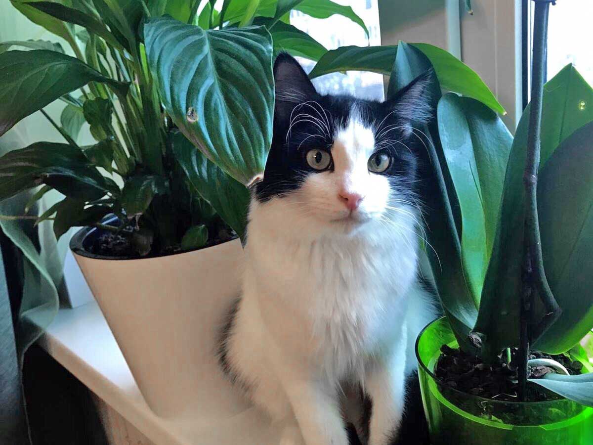 Attention Ces Plantes D Interieur Communes Sont Dangereuses Pour Vos Animaux Astucesbox