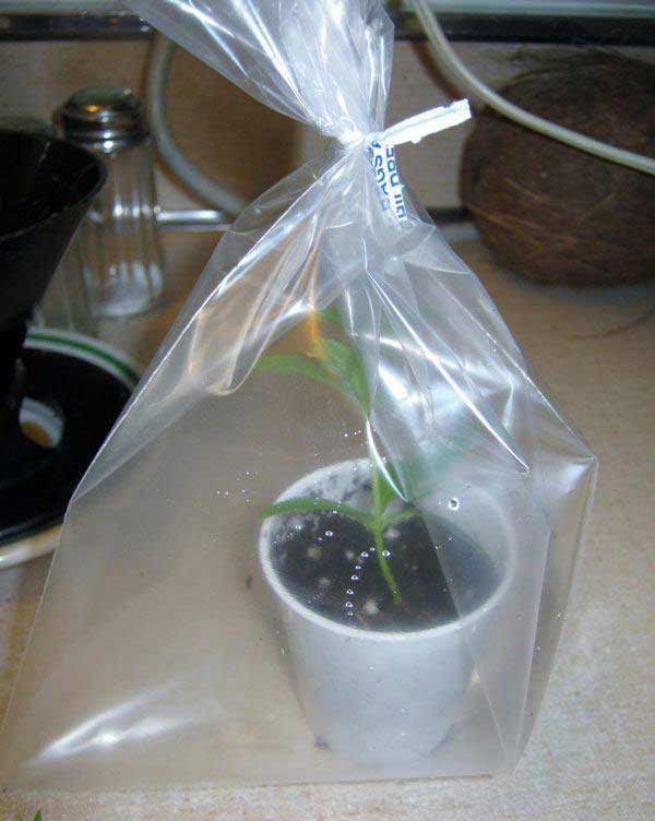 faire une mini-serre pour arroser les plantes en vacances