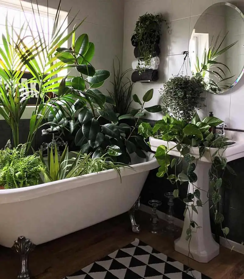 arrosage des plantes en votre absence, regrouper les plantes dans la salle de bain