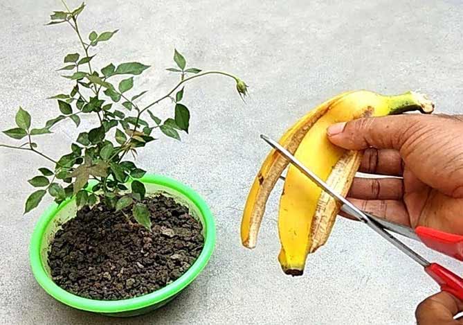 comment utiliser peau de banane fleurs et plantes