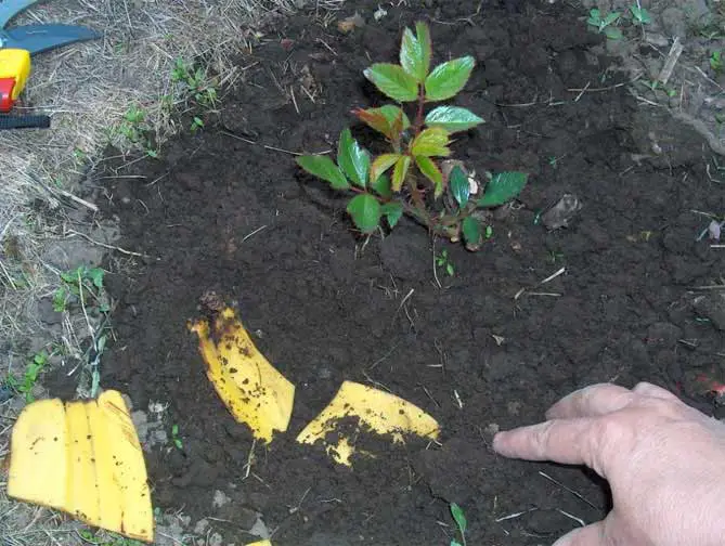fertiliser les rosier avec des bananes