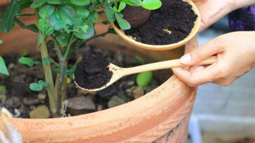 marc cafe plantes en pots ou du jardin