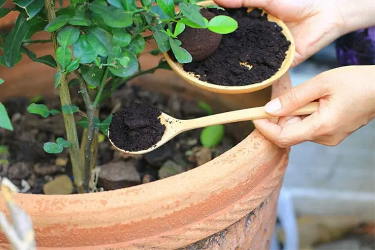 marc cafe plantes en pots ou du jardin