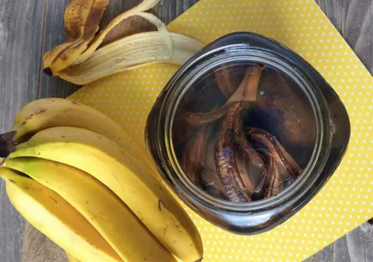 peau de banane engrais plantes