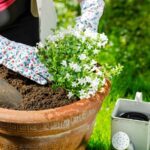 jardiner en pots mode d'emploi