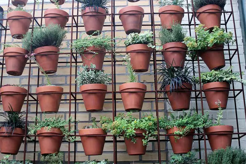 plantes aromatiques sur balcon