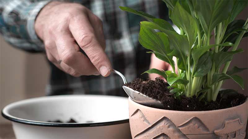 proteger nuisibles des plantes en pots
