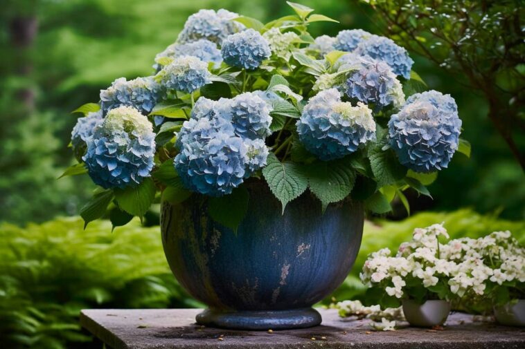 Comment faire pousser des hortensias en pot Le guide complet Astucesbox
