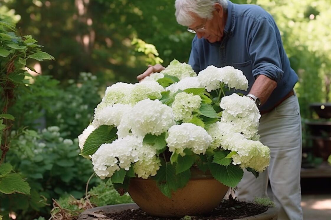 Comment faire pousser des hortensias en pot Le guide complet Astucesbox