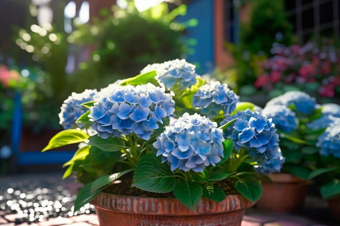 Comment faire pousser des hortensias en pot Le guide complet Astucesbox